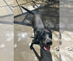 Small #1 Labrador Retriever Mix