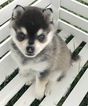 Puppy 1 Alaskan Klee Kai