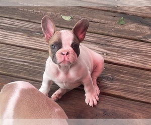 French Bulldog Puppy for sale in SEBRING, FL, USA