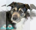 Small #2 Bearded Collie Mix