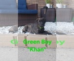 Small #4 Cane Corso