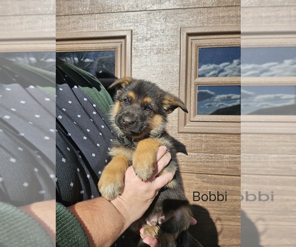 Medium Photo #1 German Shepherd Dog Puppy For Sale in MANHEIM, PA, USA