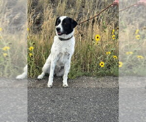 Border Kelpie Dogs for adoption in MIDWAY, UT, USA