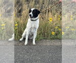 Small Border Kelpie