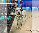 Small #3 Mutt