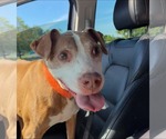 Small #2 American Staffordshire Terrier Mix