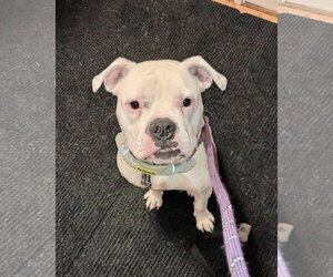 American Bulldog Dogs for adoption in Dumont, NJ, USA