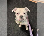 Axel - Male American Bulldog Dog for Adoption - Small photo