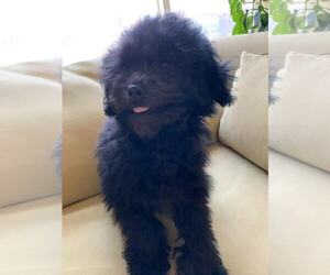 Poodle (Toy) Puppy for sale in ELK GROVE, CA, USA
