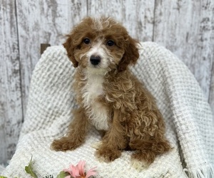 Cavapoo Puppy for sale in PEEBLES, OH, USA
