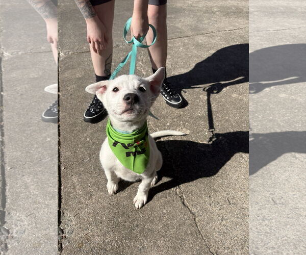 Medium Photo #20 Siberian Husky-Unknown Mix Puppy For Sale in Holly Springs, NC, USA