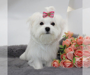 Maltese Puppy for sale in LOS ANGELES, CA, USA