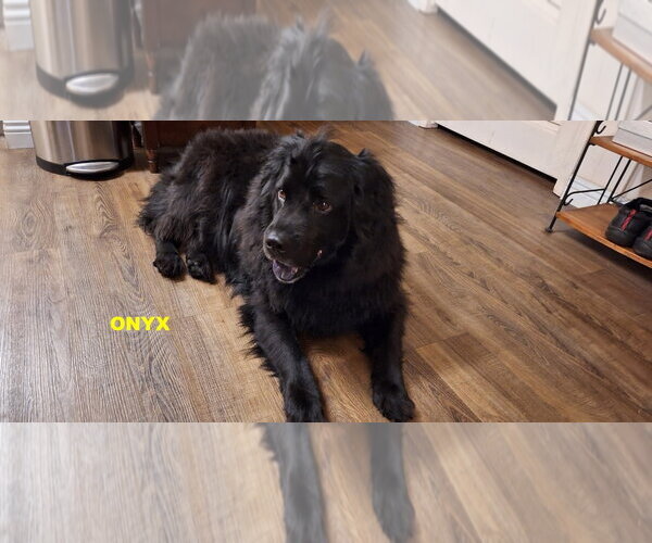 Medium Photo #4 Mutt Puppy For Sale in Woodland Hills, CA, USA