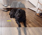 Small #3 Mutt