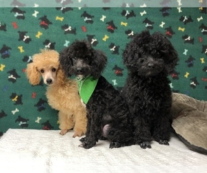 Poodle (Miniature) Puppy for sale in WINSTON SALEM, NC, USA