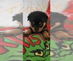 Small #2 Rottweiler