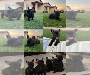 French Bulldog Puppy for sale in CORONA, CA, USA