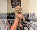 Small Photo #5 Labradoodle Puppy For Sale in COTTONWOOD, AL, USA