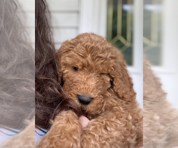 Medium Photo #1 Goldendoodle Puppy For Sale in STRONGSVILLE, OH, USA