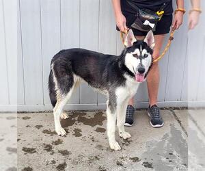 Siberian Husky Dogs for adoption in Louisville, KY, USA