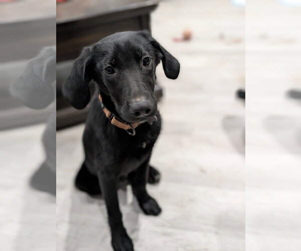 Medium Photo #2 Mutt Puppy For Sale in Boston, MA, USA