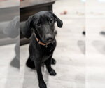 Small #1 Mutt