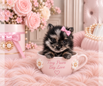 Hand delivery - Female Pomeranian Puppy for Sale - Photo #8