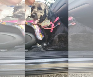 Medium Spaniel Mix