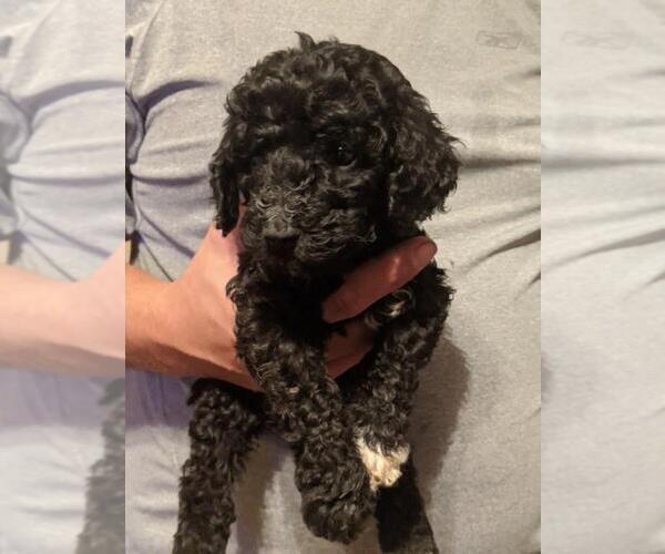 Medium Photo #6 Poodle (Standard) Puppy For Sale in SPENCER, TN, USA