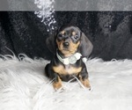 Puppy Sue AKC Dachshund