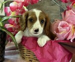 Small #3 Cavapoo