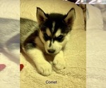 Small Photo #25 Siberian Husky Puppy For Sale in WASHBURN, WI, USA