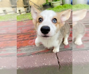 Cardigan Welsh Corgi Puppy for sale in ASTORIA, NY, USA