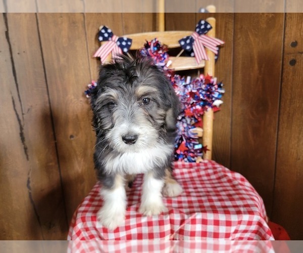 Medium Photo #5 Bernedoodle (Miniature) Puppy For Sale in BLACK FOREST, CO, USA