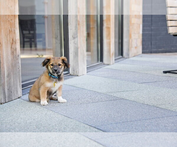 Medium Photo #2 Australian Shepherd-Unknown Mix Puppy For Sale in Sandy, UT, USA