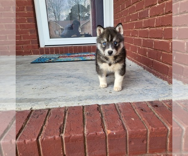 Medium Photo #2 Siberian Husky Puppy For Sale in CROSSVILLE, AL, USA