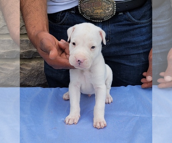 Medium Photo #7 Dogo Argentino Puppy For Sale in NEWNAN, GA, USA