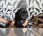 Puppy Puppy 2 Pug