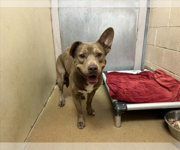 Medium Photo #1 American Pit Bull Terrier-Unknown Mix Puppy For Sale in Martinez, CA, USA