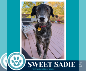 Sweet Sadie 101726 - Female Beagle-Plott Hound Mix Dog for Adoption - Photo #2