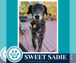 Small Photo #2 Beagle-Plott Hound Mix Puppy For Sale in Kimberton, PA, USA
