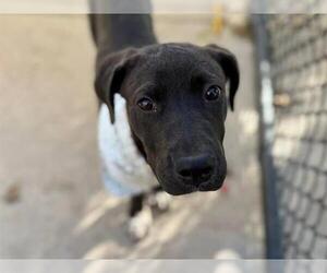 American Pit Bull Terrier-Unknown Mix Dogs for adoption in Tulsa, OK, USA