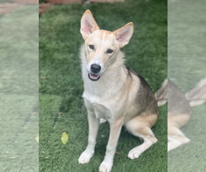 Huskies -Unknown Mix Dogs for adoption in Dana Point, CA, USA