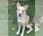 Small Huskies  Mix