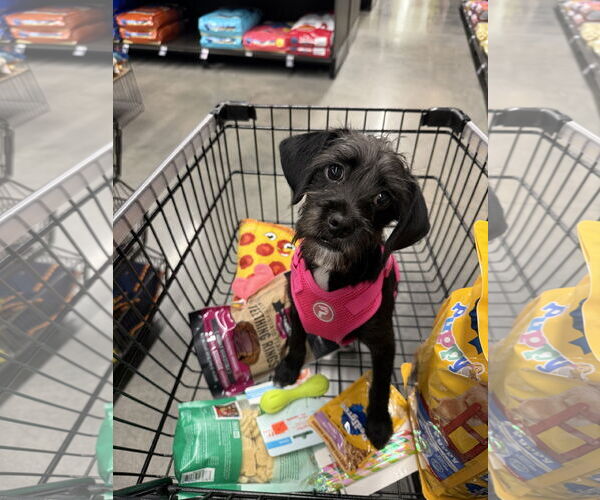 Medium Photo #7 Mutt Puppy For Sale in Rosenberg, TX, USA