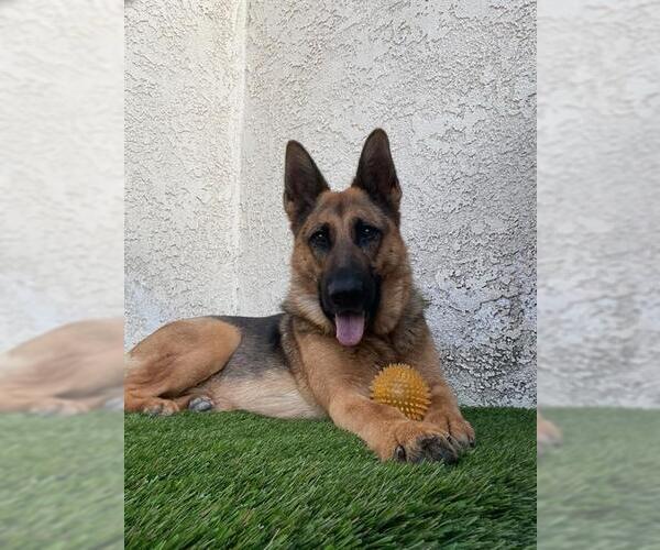 Medium Photo #2 German Shepherd Dog Puppy For Sale in Santa Maria, CA, USA