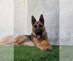 Small Photo #2 German Shepherd Dog Puppy For Sale in Santa Maria, CA, USA