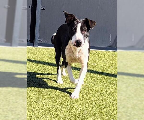 Medium Photo #1 Collie-Unknown Mix Puppy For Sale in San Martin, CA, USA