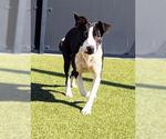 EMBER - Female Collie-Unknown Mix Dog for Adoption - Small photo
