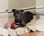 Small Photo #2 American Staffordshire Terrier-Unknown Mix Puppy For Sale in Wenonah, NJ, USA